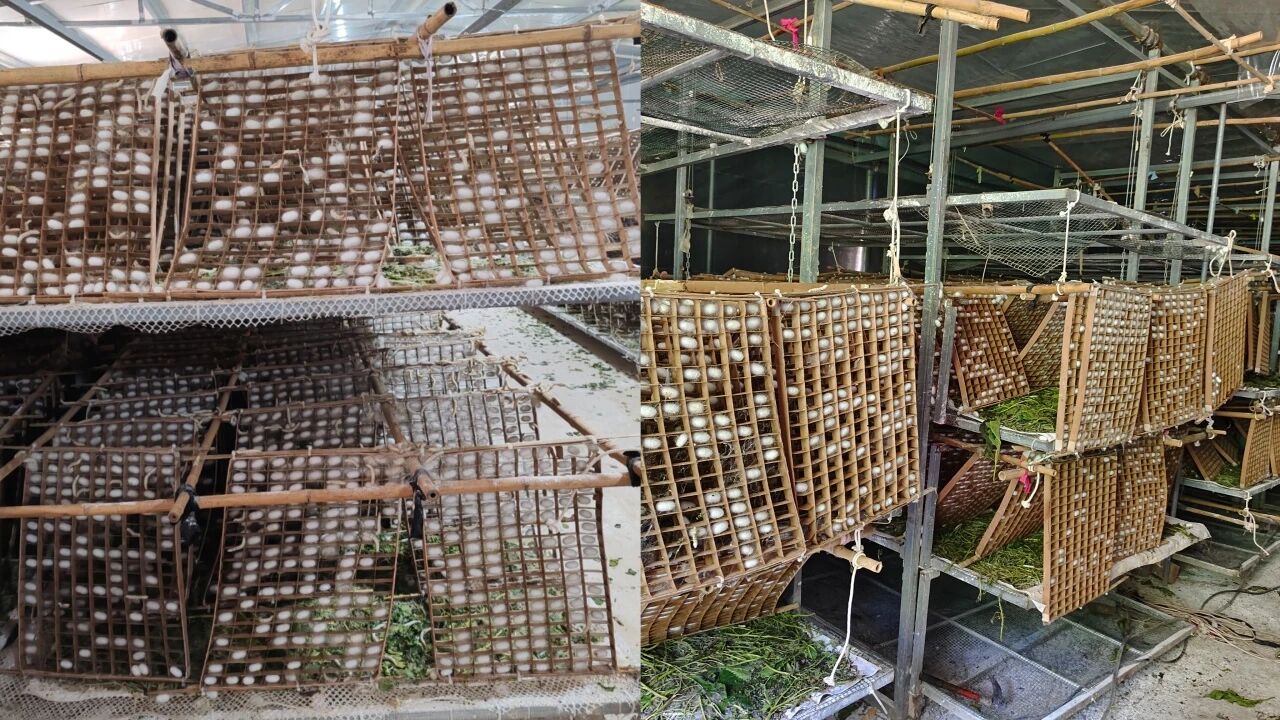 暑假社会实践 | 生态桑园绿意浓,“蚕”动绿色新经济--水源区固废变有机肥,麦地冲蚕丝织就国际路 第 6 张 暑假社会实践 | 生态桑园绿意浓,“蚕”动绿色新经济--水源区固废变有机肥,麦地冲蚕丝织就国际路 第 6 张