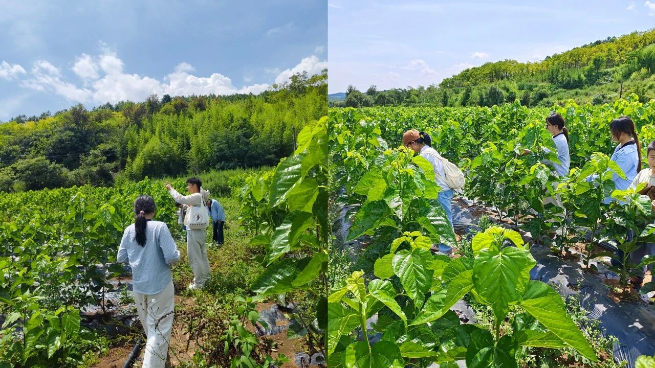 暑假社会实践 | 生态桑园绿意浓,“蚕”动绿色新经济--水源区固废变有机肥,麦地冲蚕丝织就国际路 第 4 张 暑假社会实践 | 生态桑园绿意浓,“蚕”动绿色新经济--水源区固废变有机肥,麦地冲蚕丝织就国际路 第 4 张